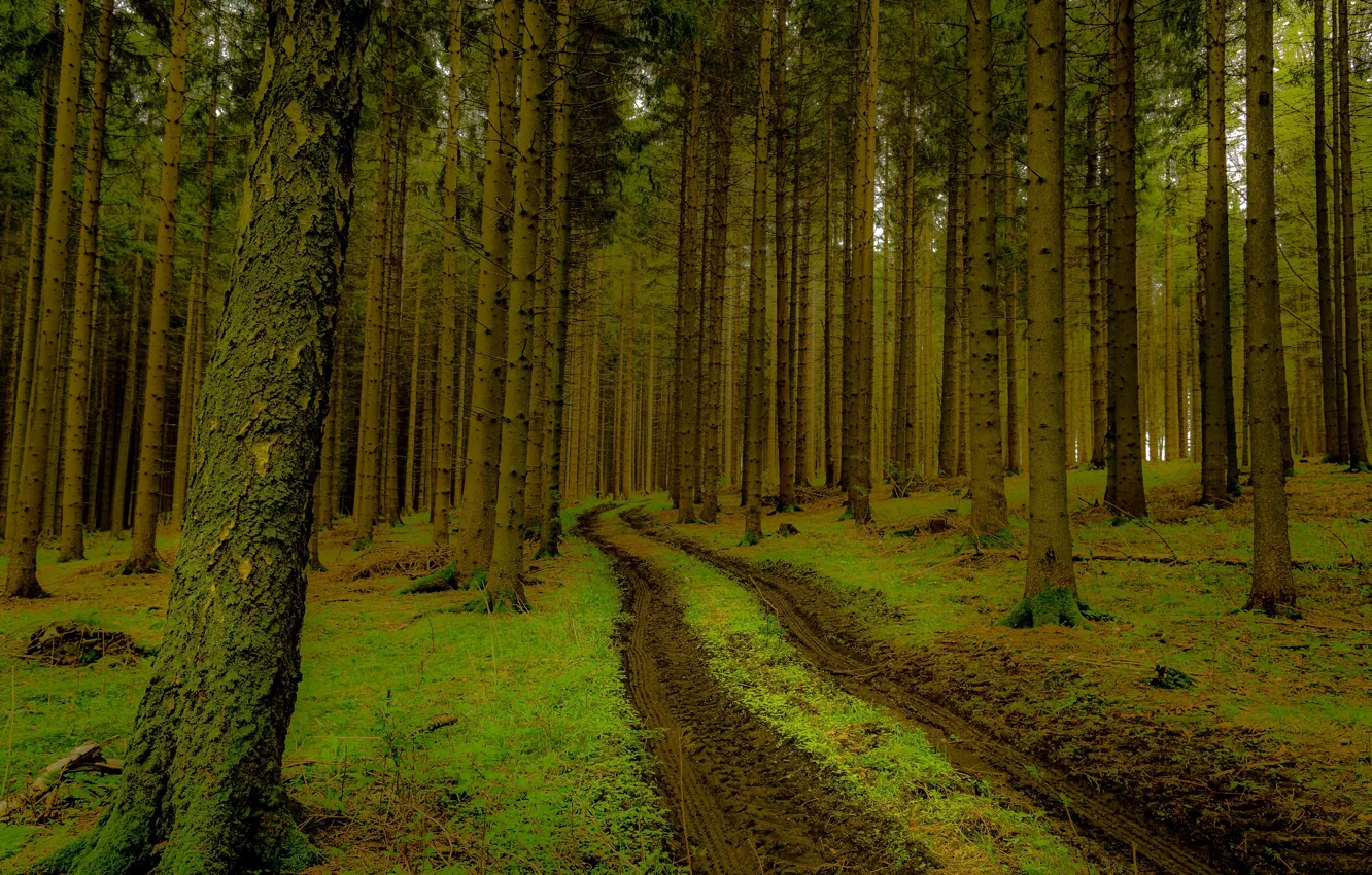 Photo wallpaper road, forest, grass, trees, trunk, pine, coniferous, Bor