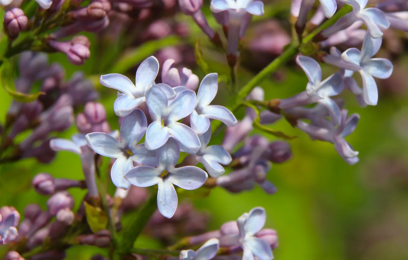 Photo wallpaper flower, lilac, blooming