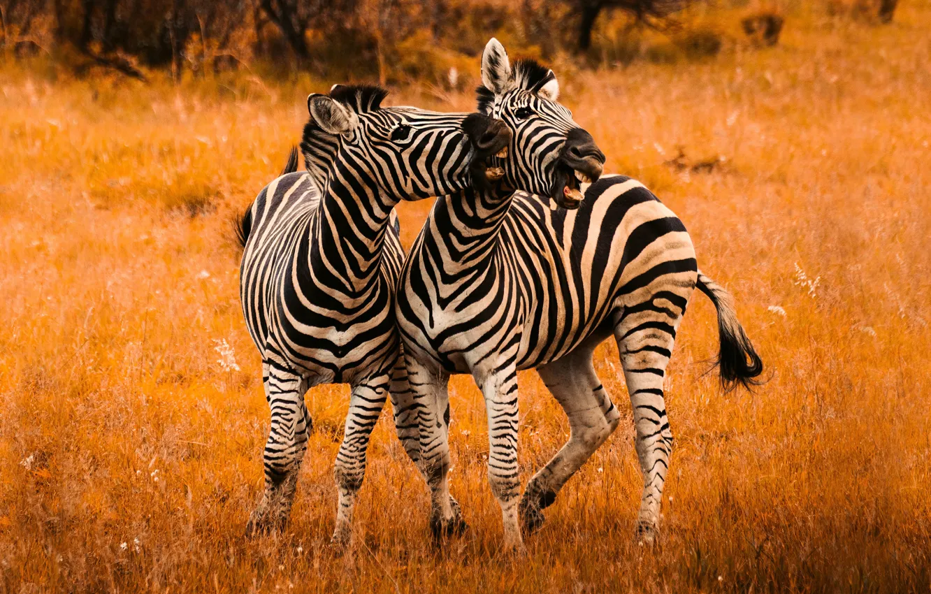 Photo wallpaper autumn, grass, pose, Zebra, pair, Africa, two zebras