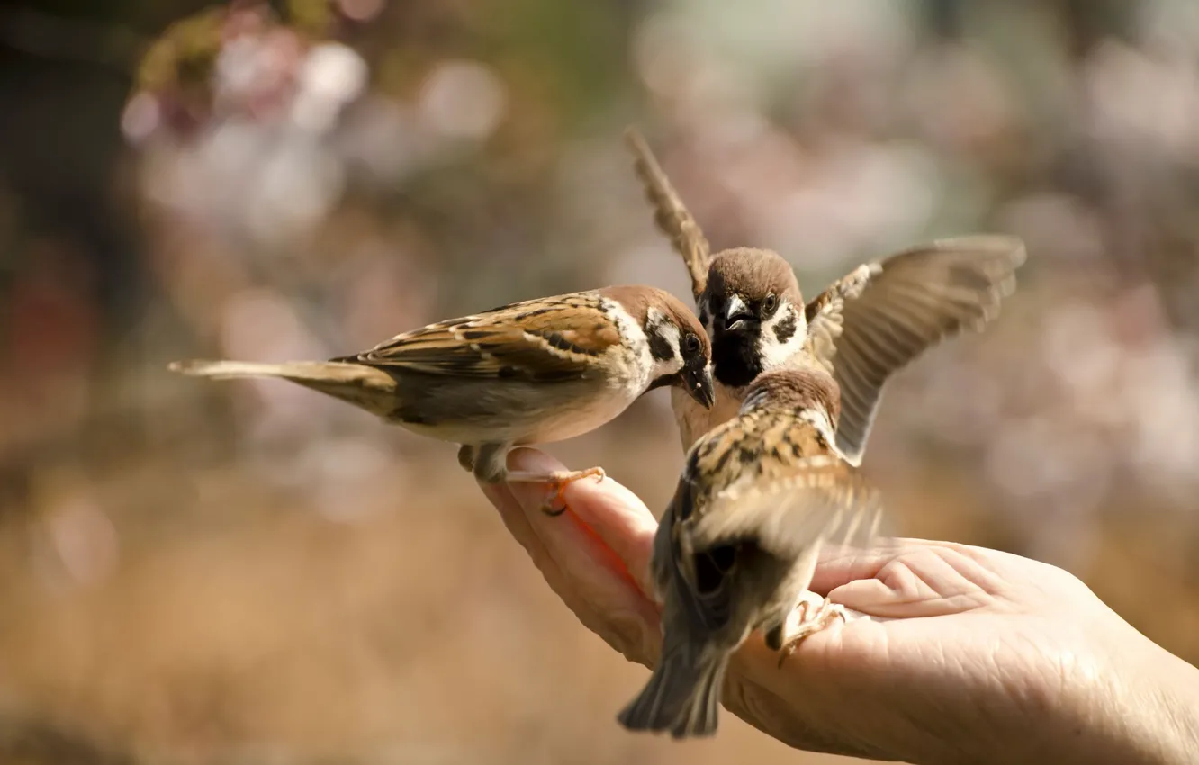 Photo wallpaper nature, bird, hands