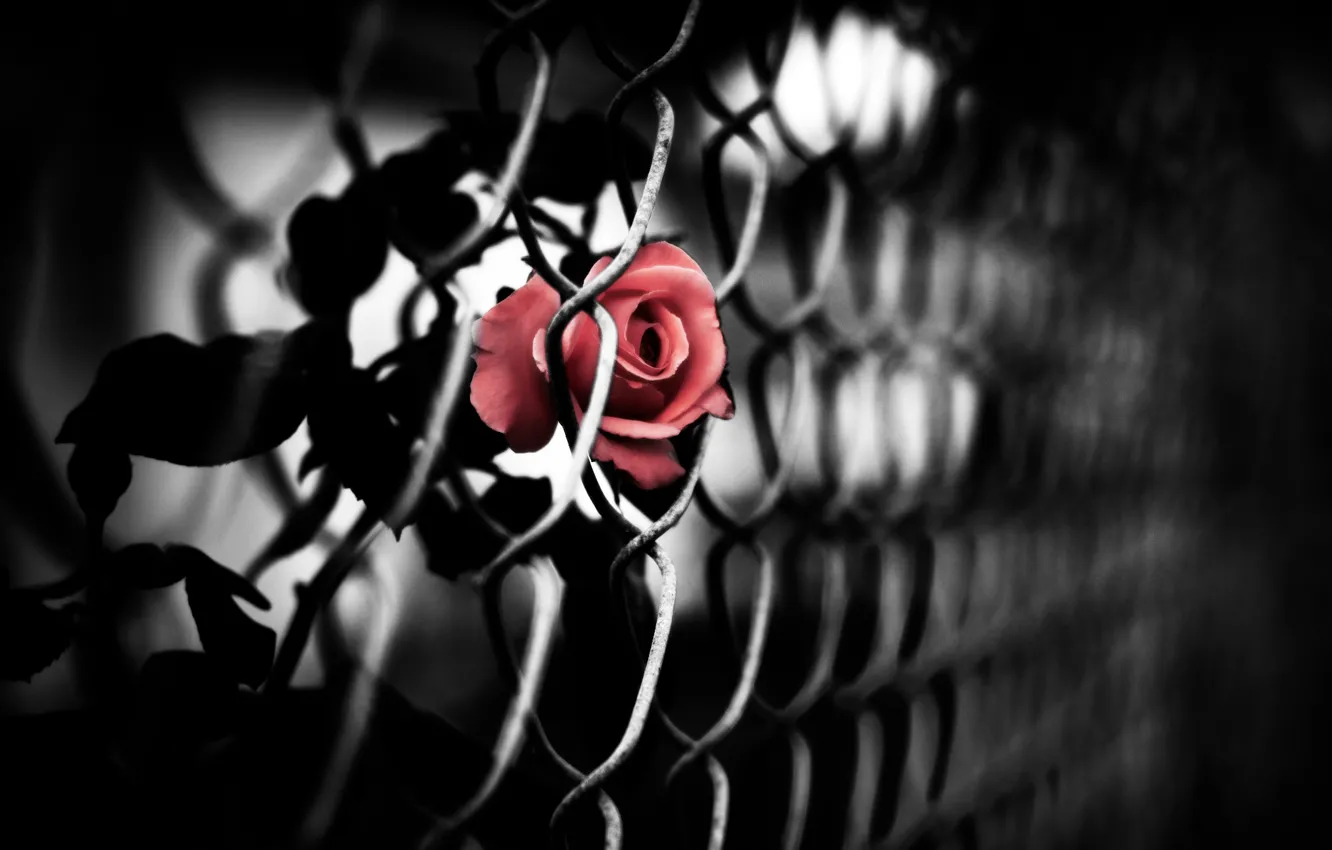 Photo wallpaper mesh, rose, red, netting