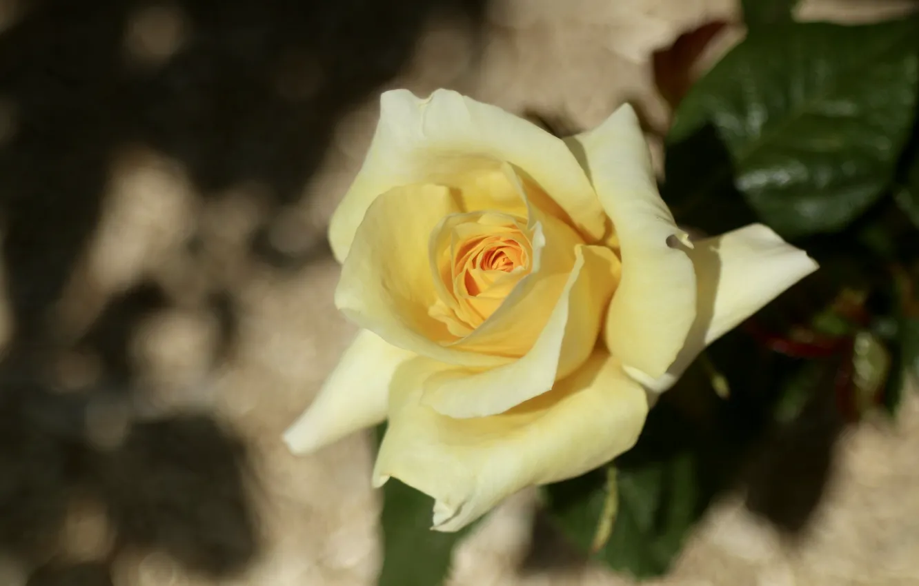 Photo wallpaper yellow, roses, petals