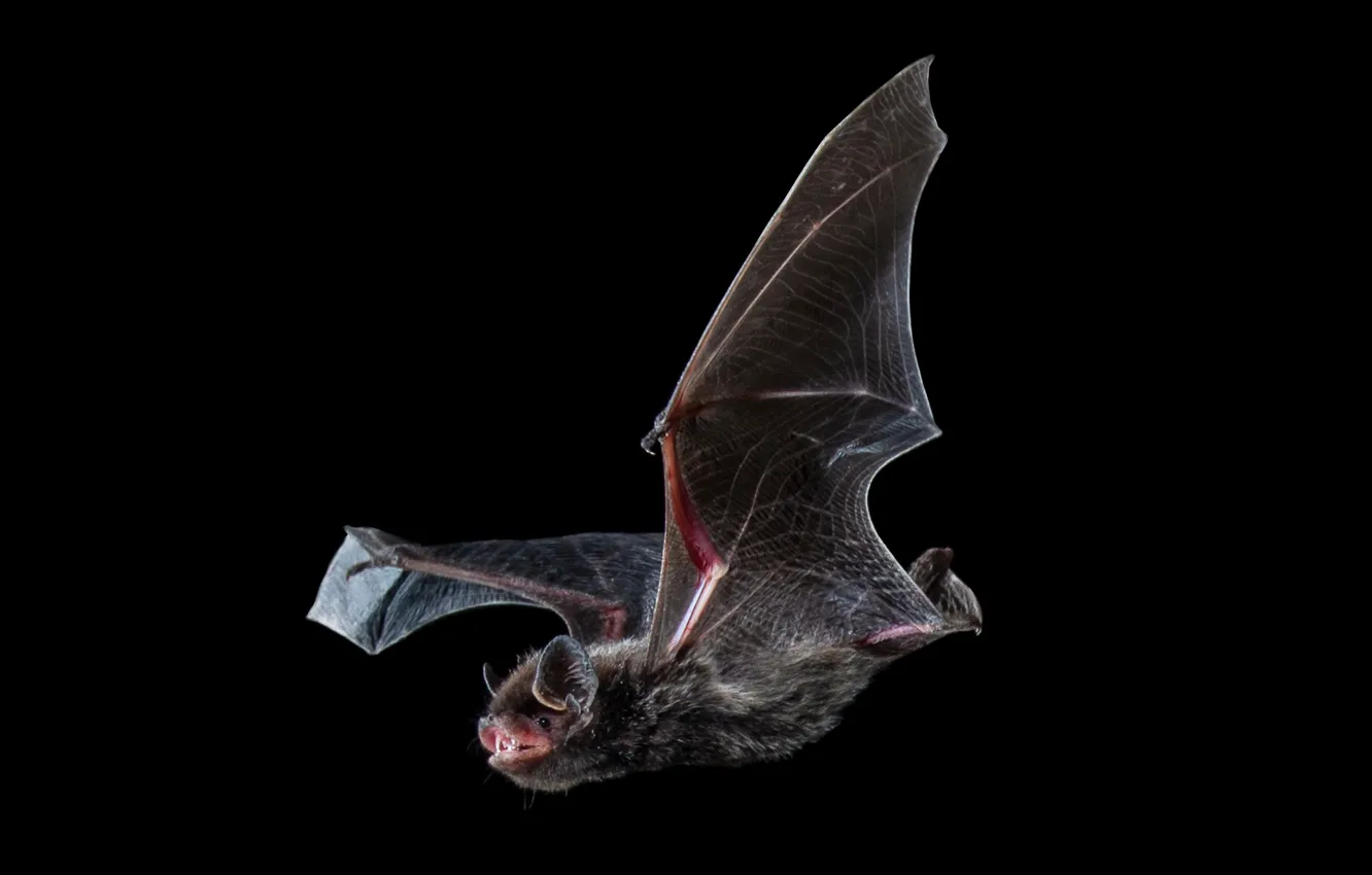 Photo wallpaper nature, bat, Silver-haired bat