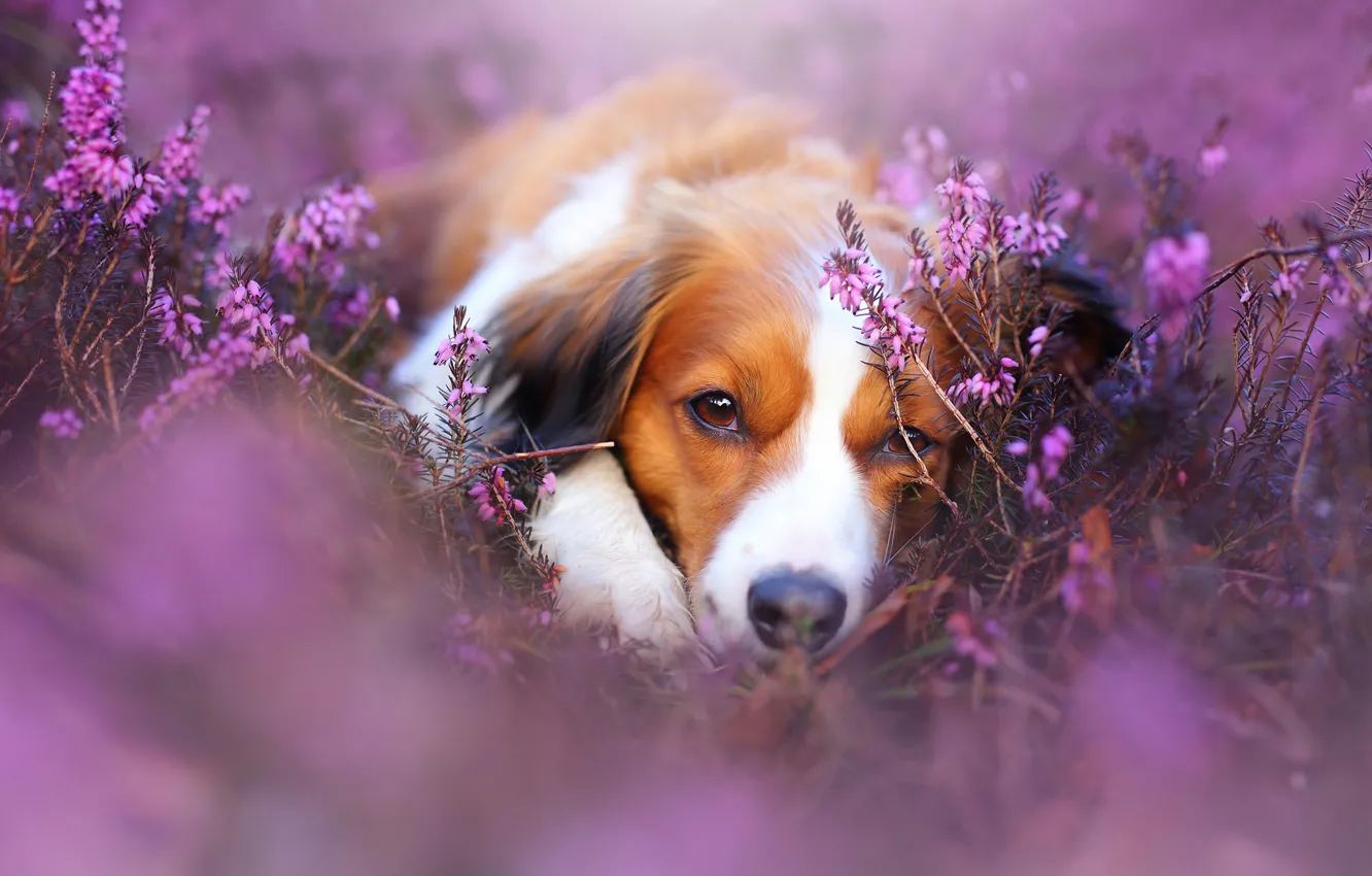 Photo wallpaper look, face, dog, bokeh, Heather