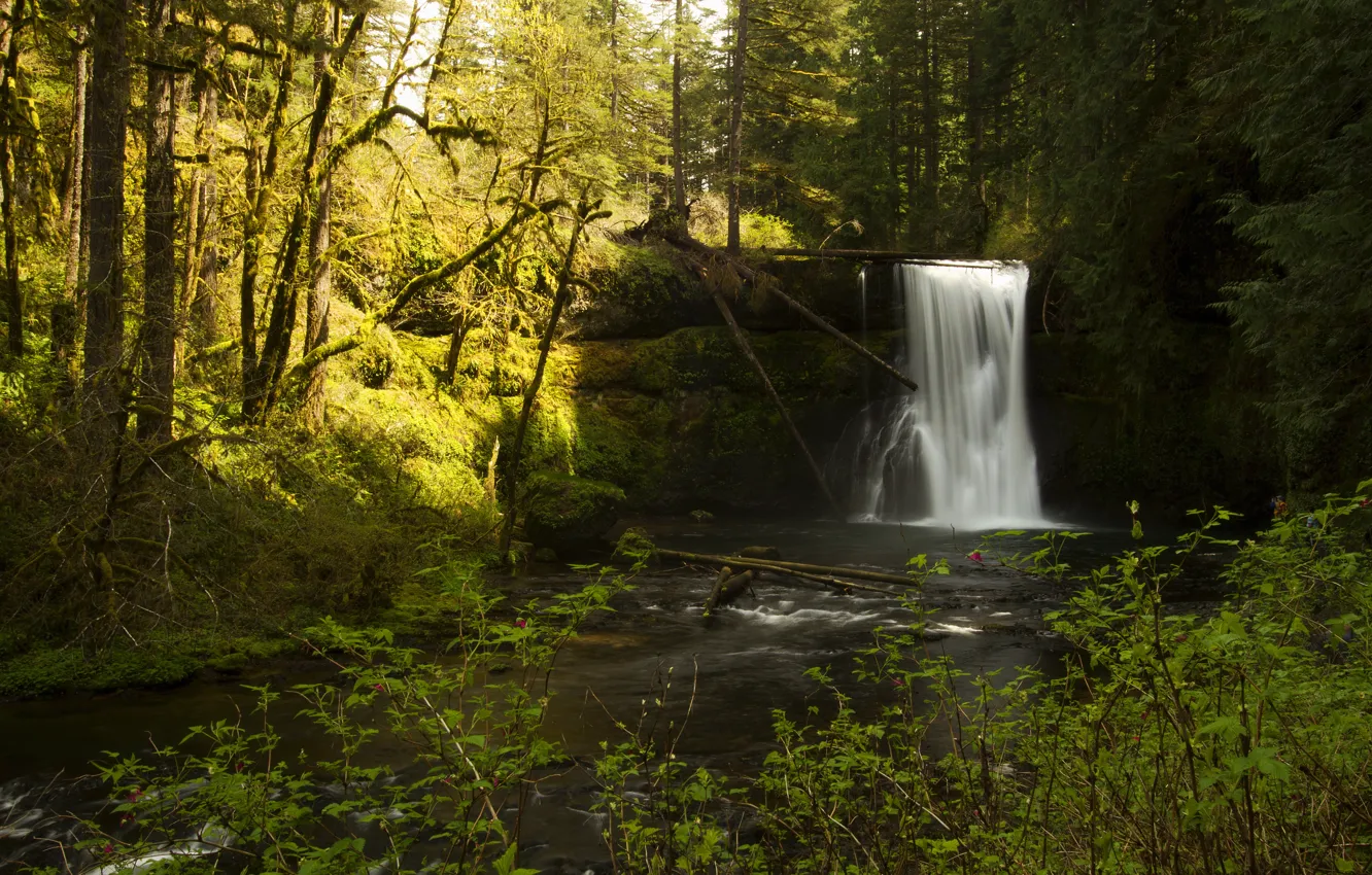 Photo wallpaper forest, the sun, trees, branches, stream, stones, waterfall, moss