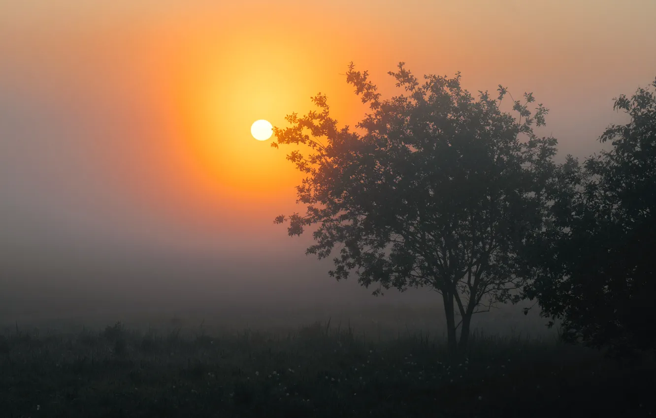 Photo wallpaper summer, trees, fog, dawn