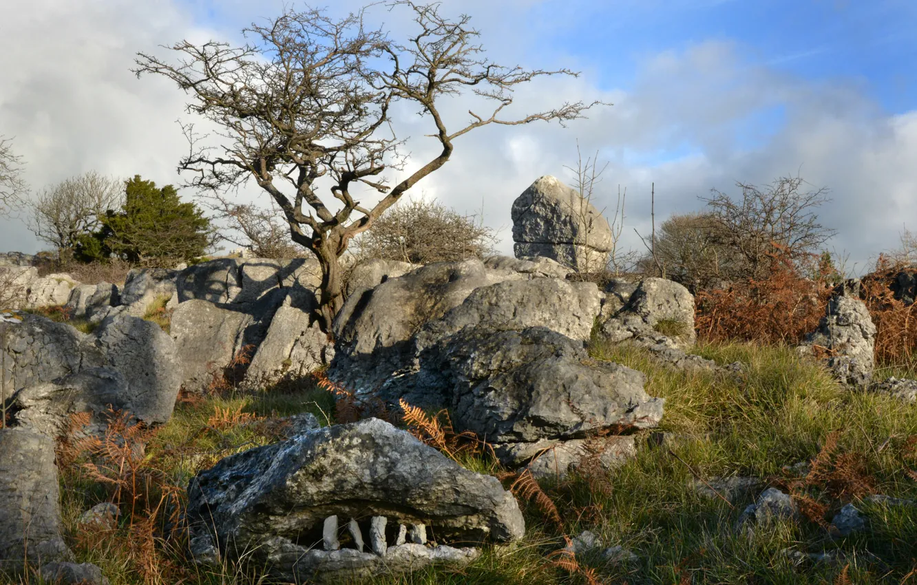 Photo wallpaper trees, smile, stones, England, chaos