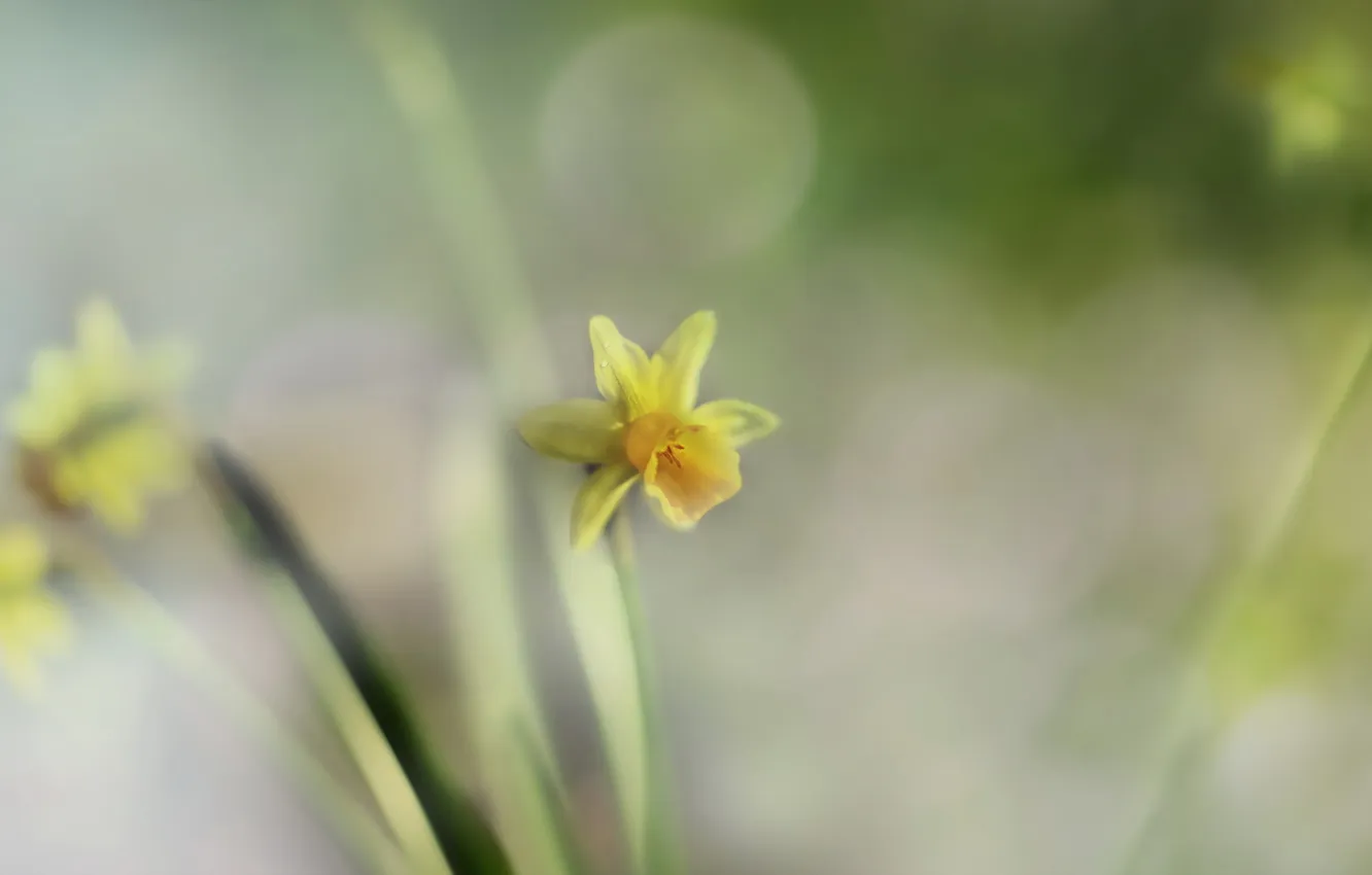 Photo wallpaper flower, macro, Narcis