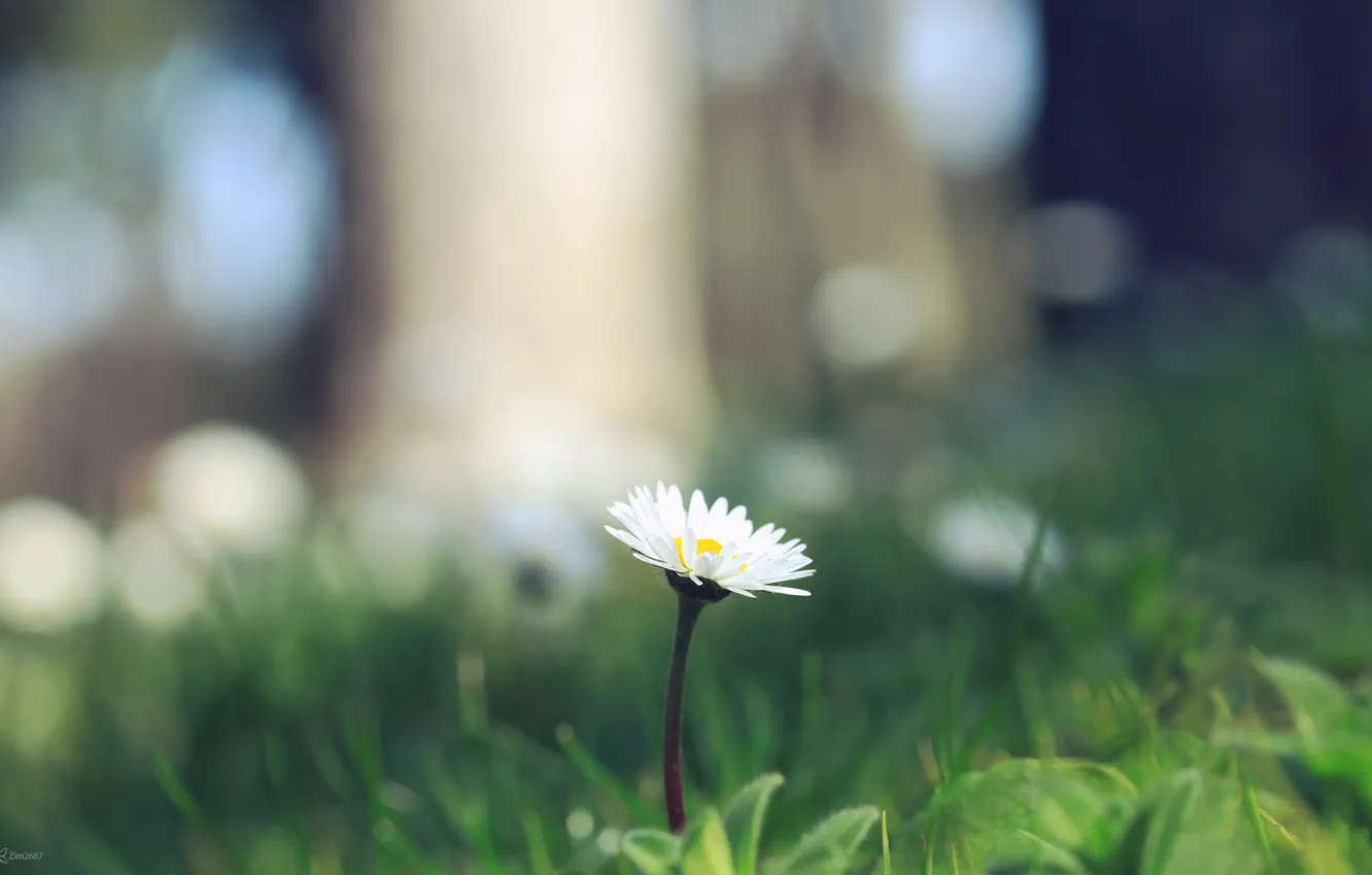 Photo wallpaper macro, flowers, chamomile, petals