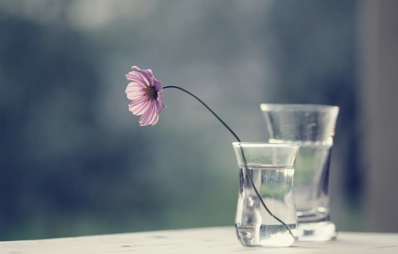 Photo wallpaper glass, water, flowers, vase, kosmeya