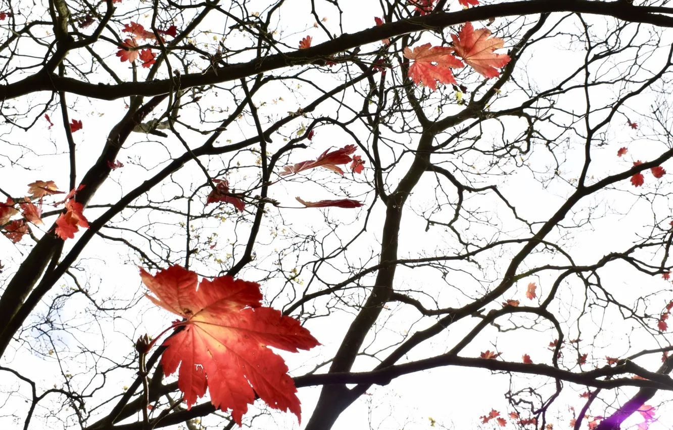 Photo wallpaper autumn, leaves, tree