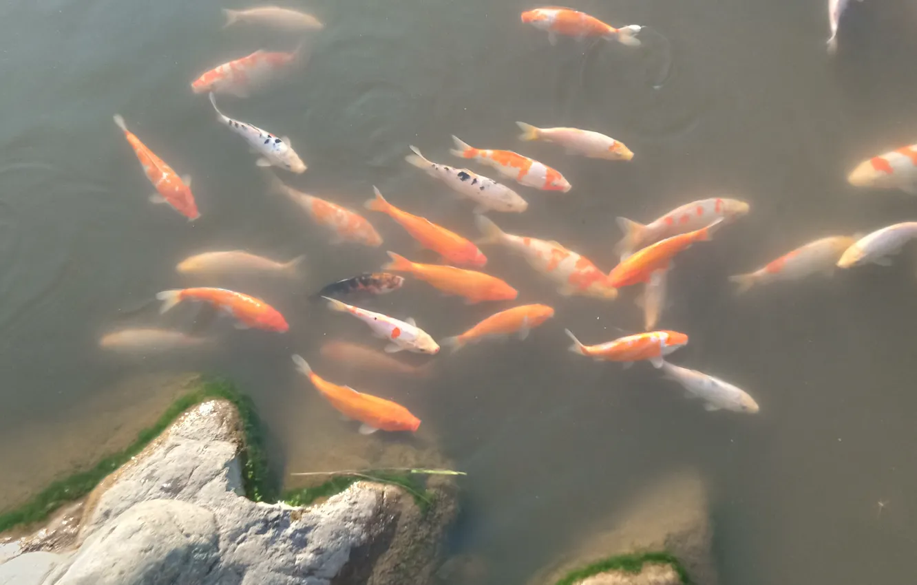 Photo wallpaper pond, fish, carp