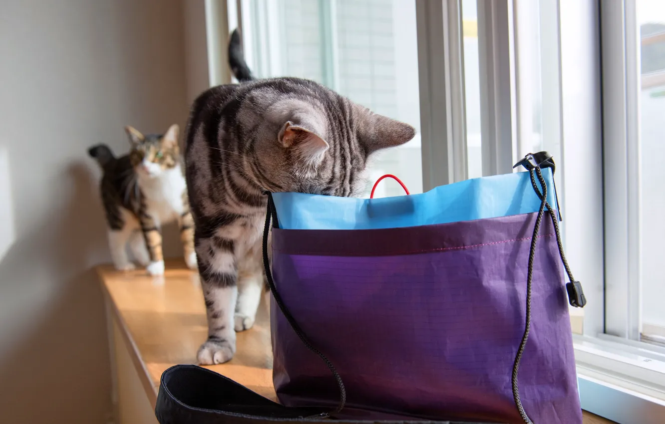 Photo wallpaper cat, cat, glass, light, grey, room, two, package