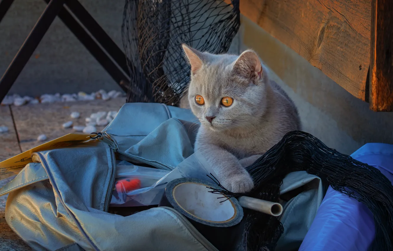Photo wallpaper cat, cat, look, face, pose, stones, grey, background