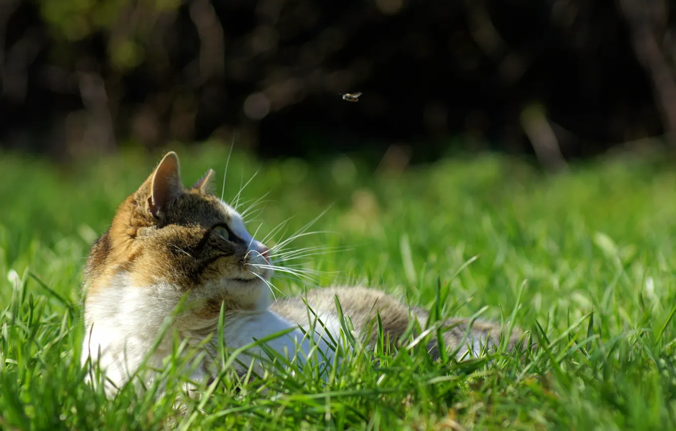 Photo wallpaper grass, cat, mustache, fly, movement, stay, spring, hunting