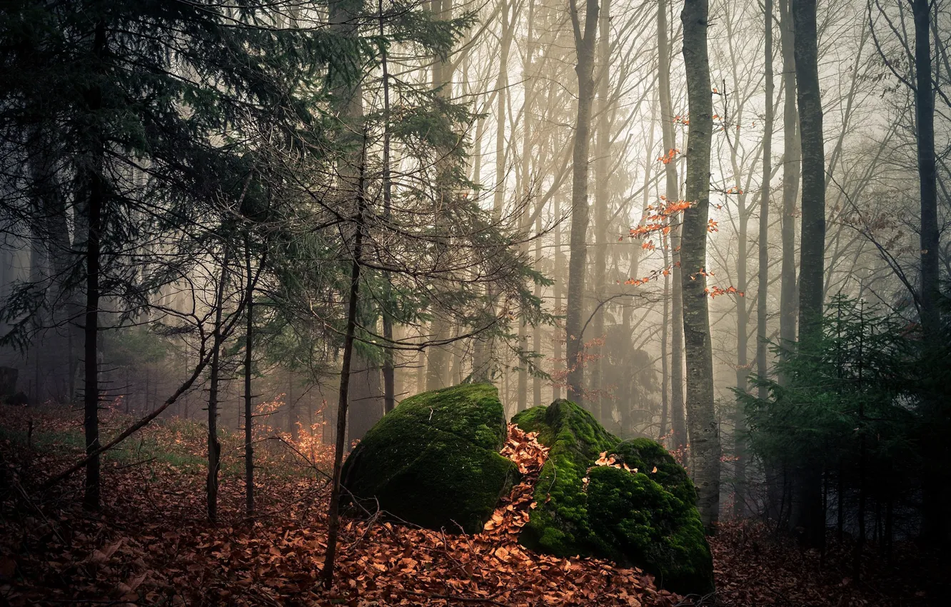 Photo wallpaper forest, stones, foliage, moss, haze