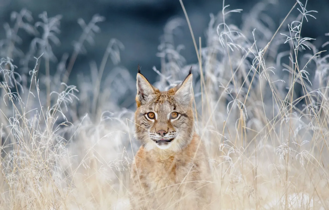 Photo wallpaper cat, grass, nature, common lynx