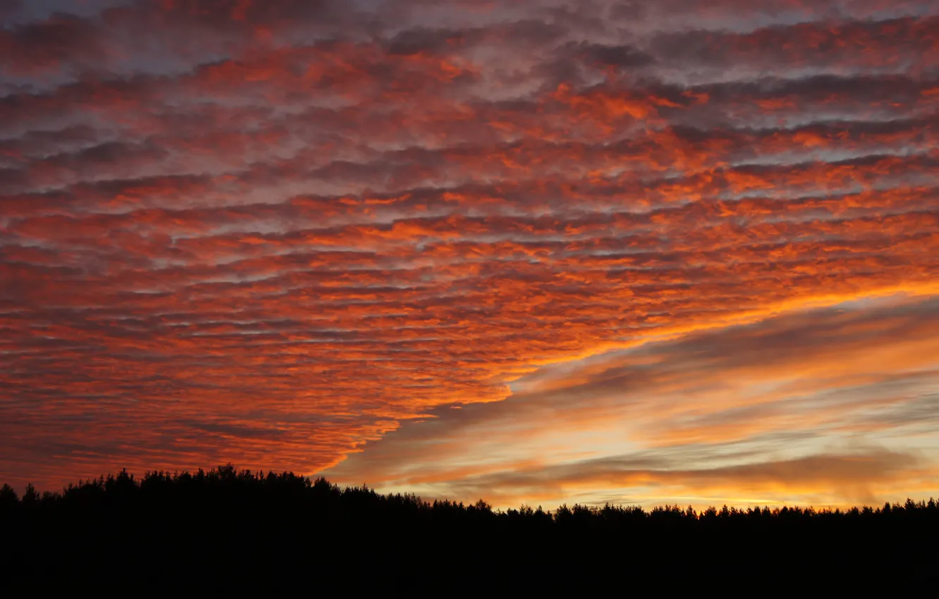 Photo wallpaper forest, the sky, clouds, trees, landscape, nature, horizon, glow