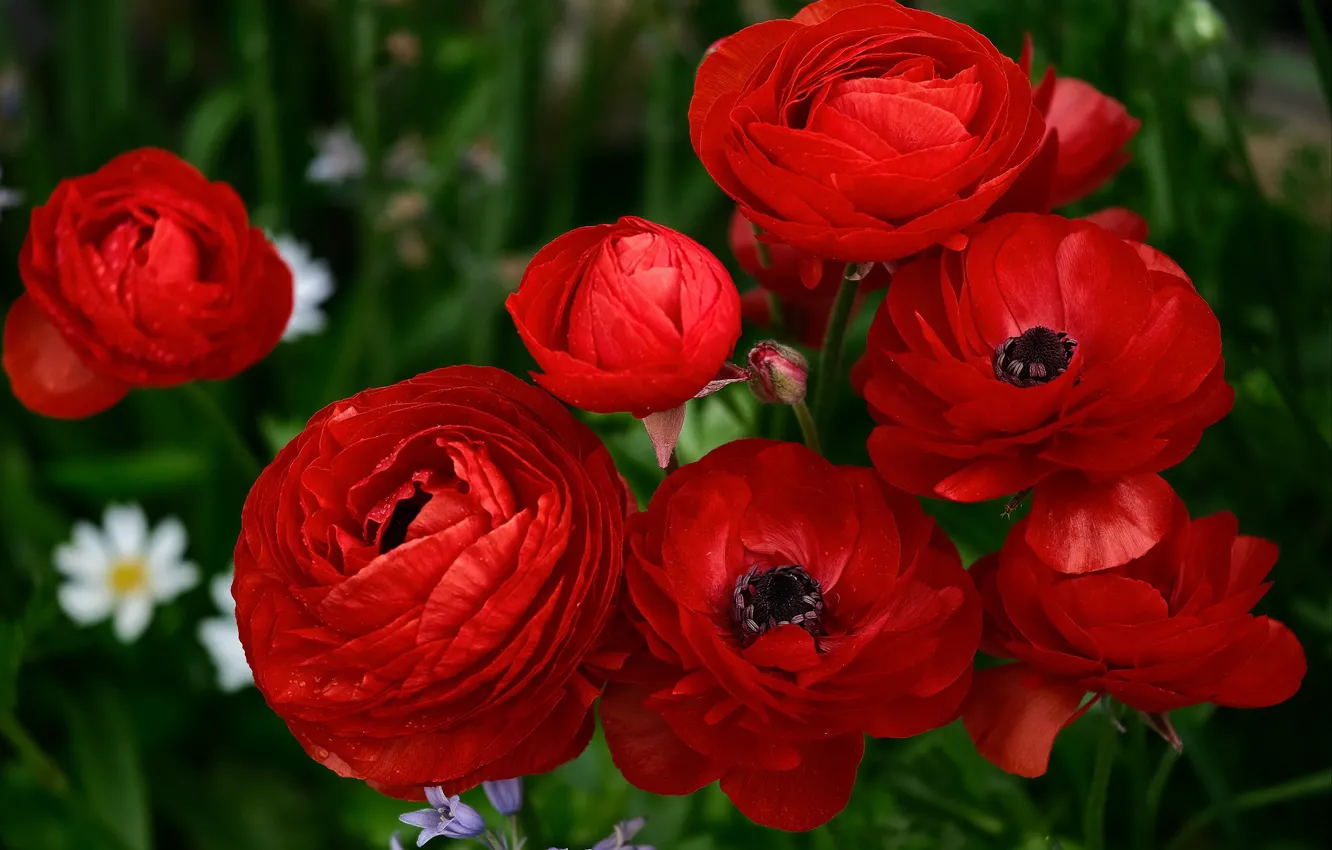 Photo wallpaper macro, red, buttercups, Ranunculus