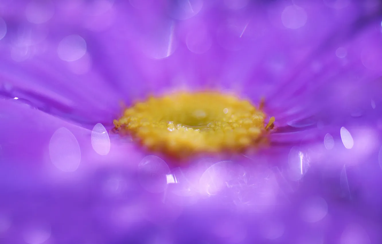 Photo wallpaper macro, flowers, droplets, glare, petals, lilac