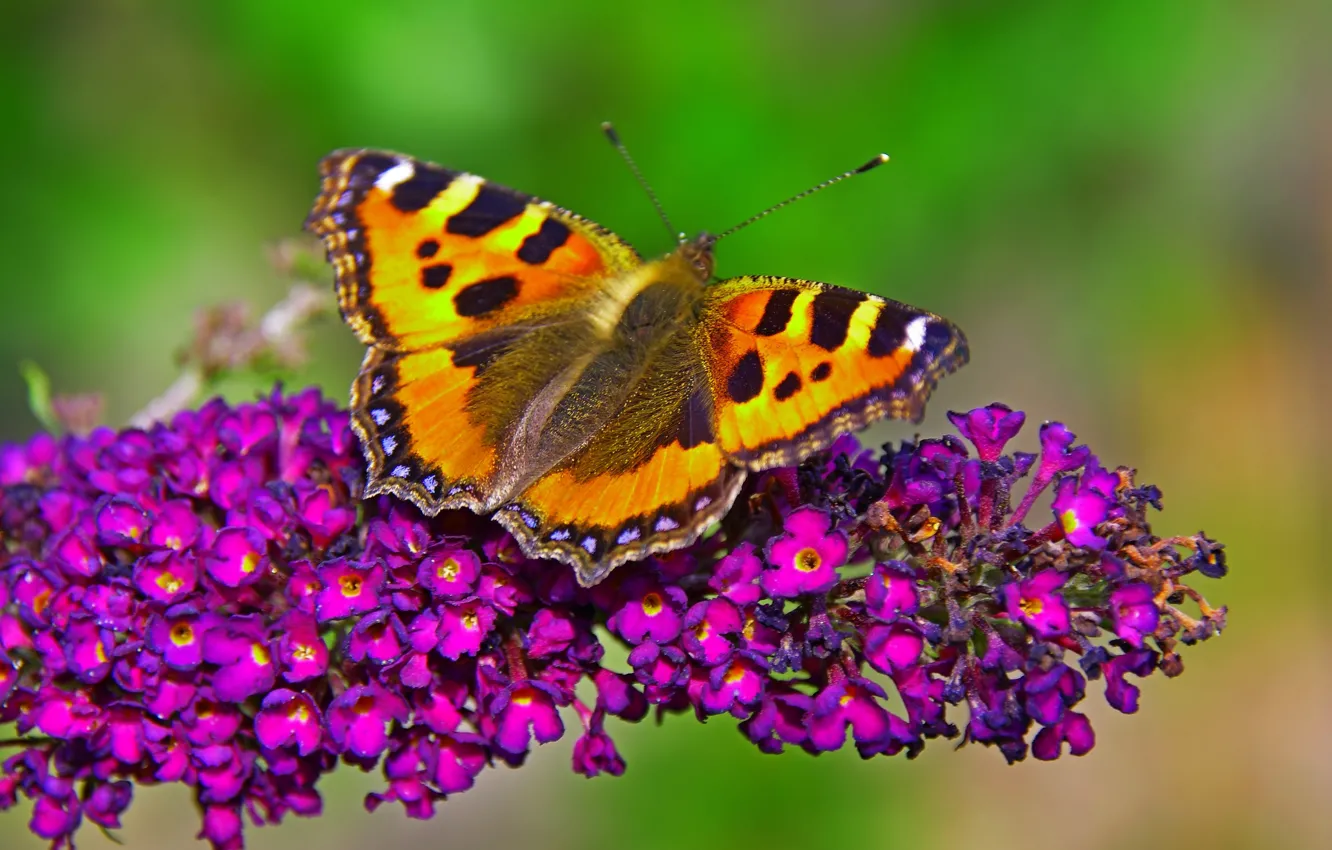 Photo wallpaper Macro, Butterfly, Flowers, Flowers, Macro, Butterfly