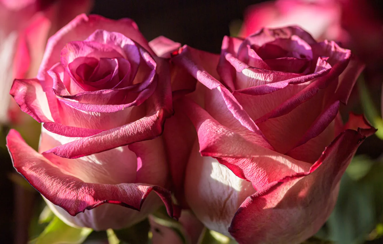 Photo wallpaper macro, light, flowers, roses, bouquet, pink, Duo, buds