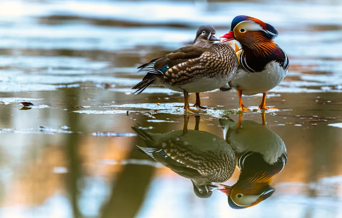 Photo wallpaper reflection, duck, tangerine