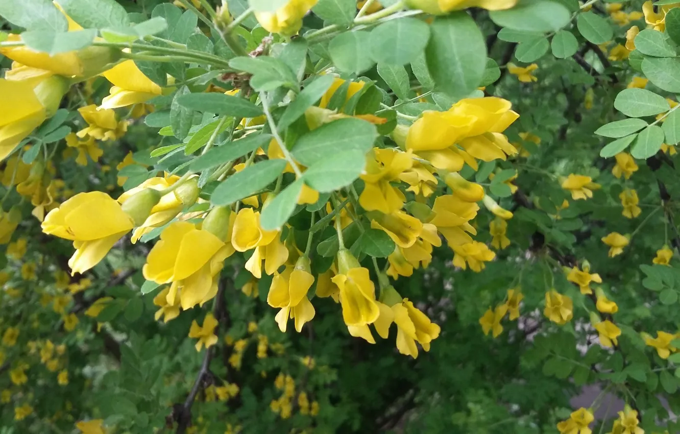 Photo wallpaper greens, leaves, petals, bunch, June, the acacia branch, yellow flowers, the beginning of summer