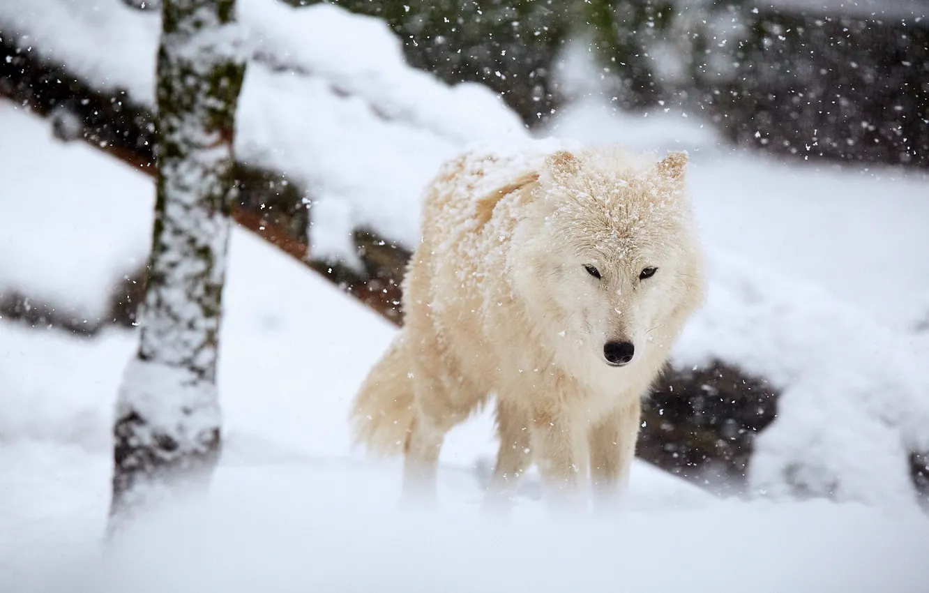 Photo wallpaper winter, white, snow, trees, wolf, snowfall, polar wolf, polar