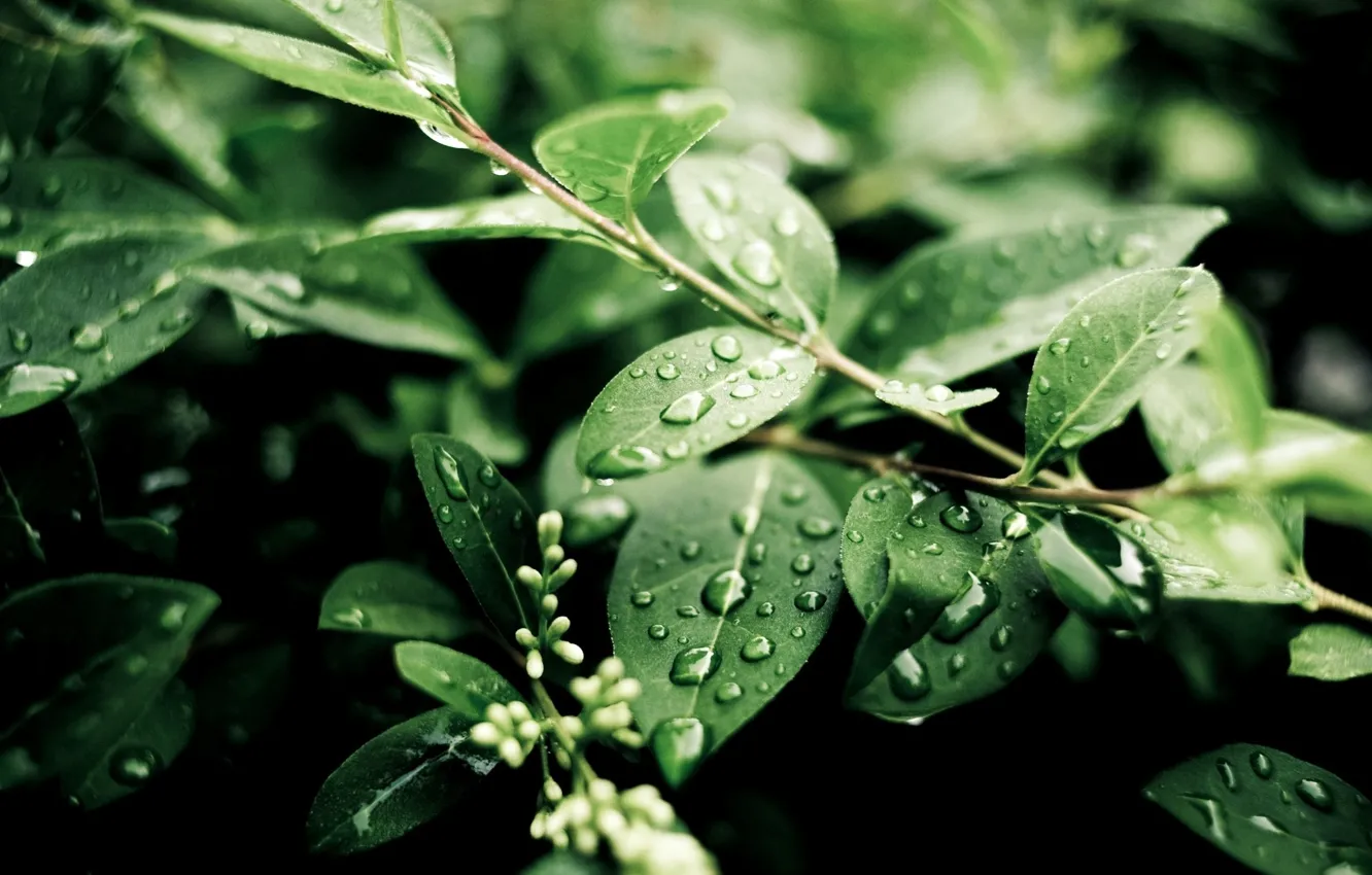 Photo wallpaper greens, leaves, drops, freshness