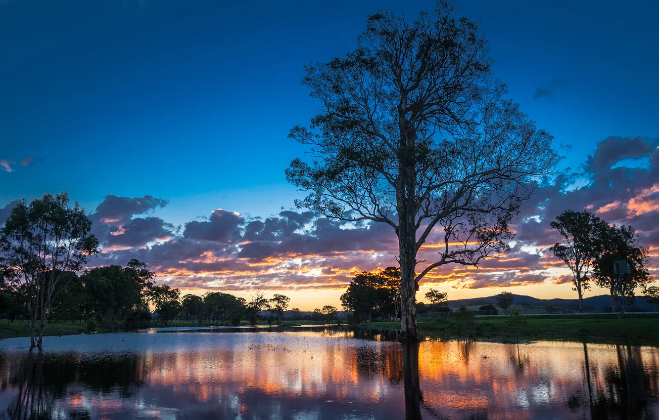 Photo wallpaper trees, sunset, river, Australia, Australia