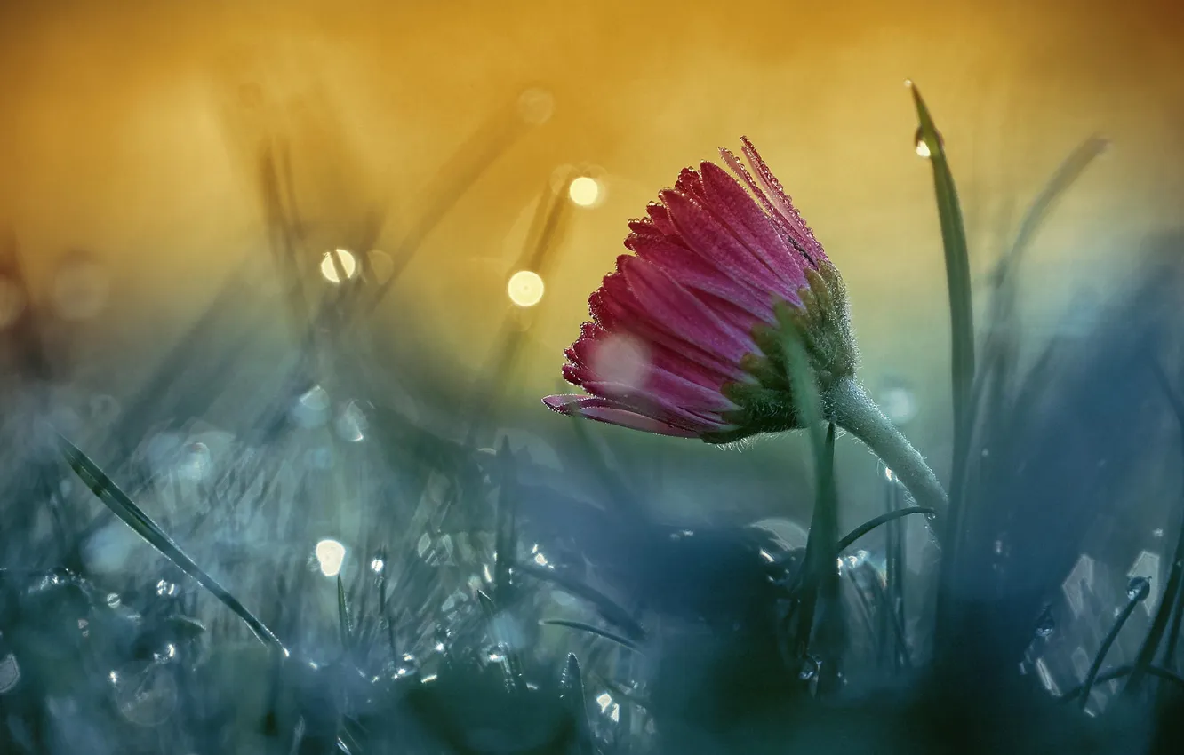 Photo wallpaper flower, grass, macro, Rosa, bokeh