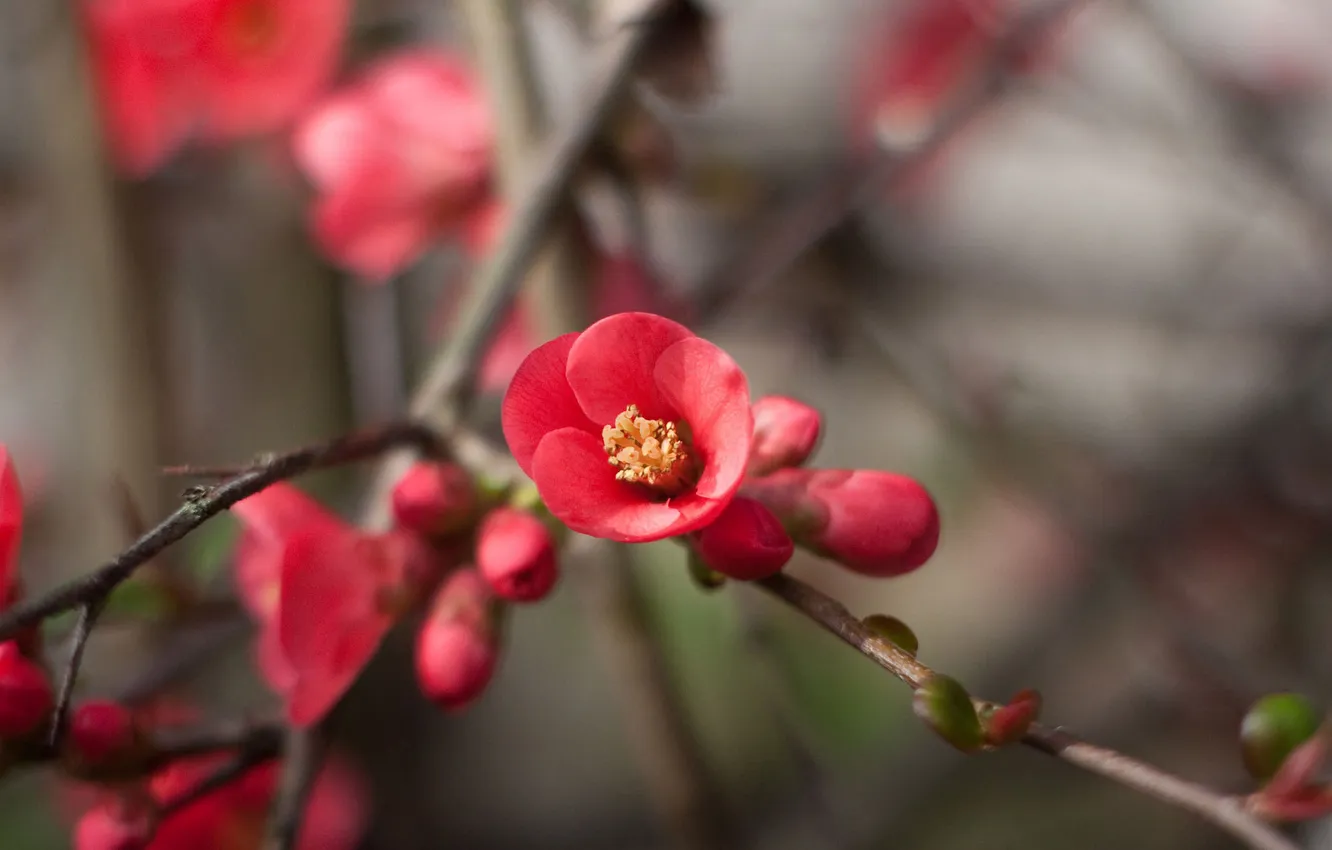Photo wallpaper macro, flowers, branches, red, flowering, spring.nature