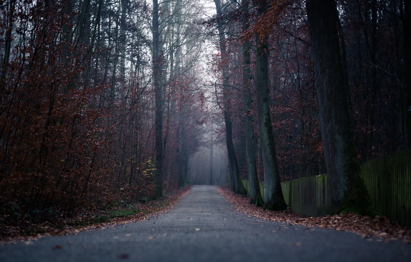 Photo wallpaper road, autumn, forest, leaves, trees, fog