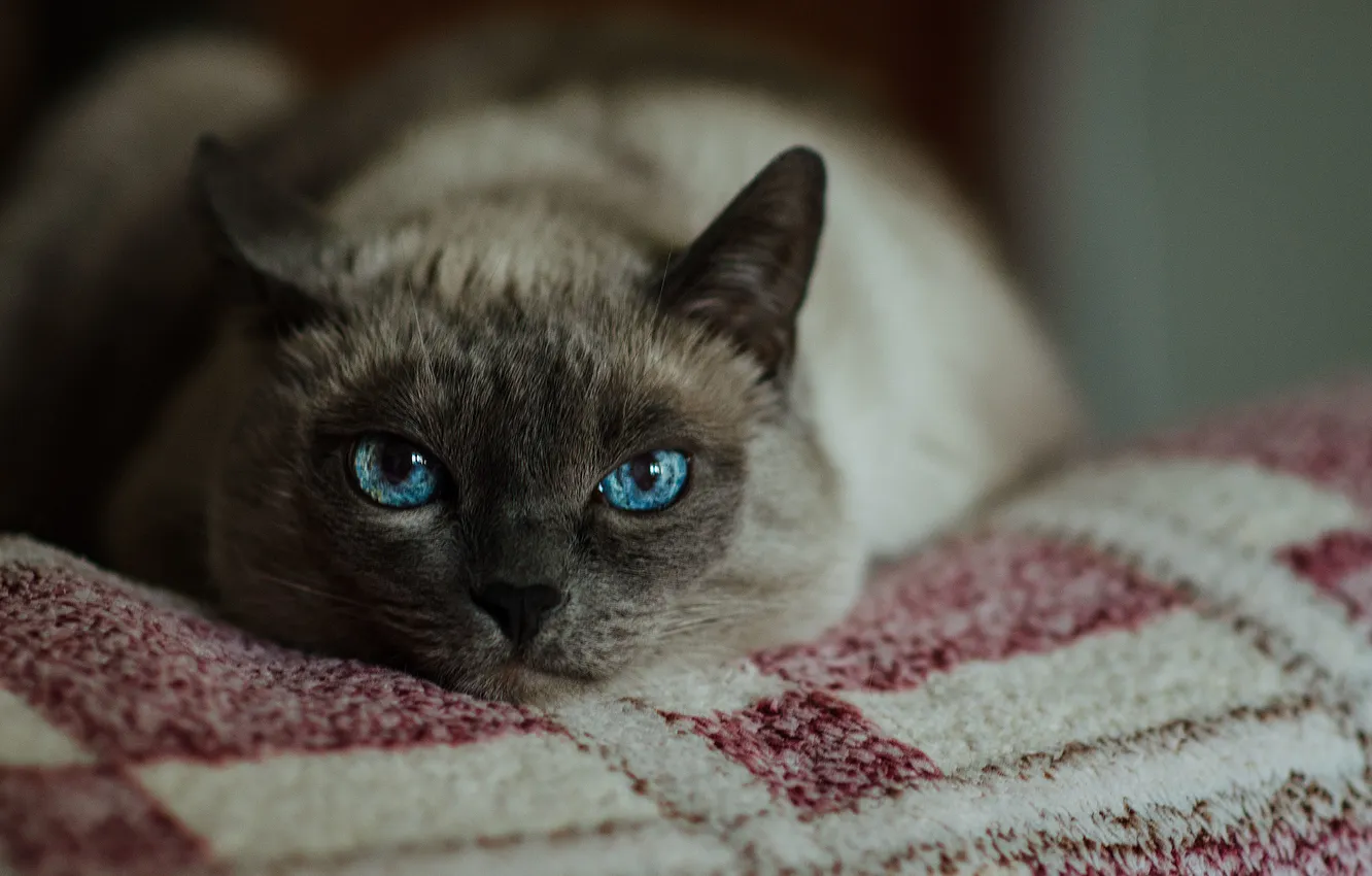 Photo wallpaper cat, eyes, cat