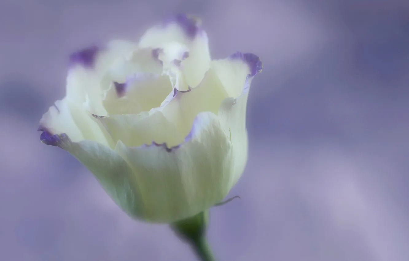 Photo wallpaper macro, nature, petals