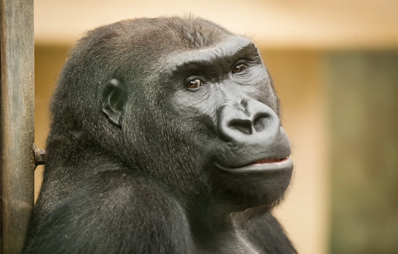 Photo wallpaper nature, background, monkey