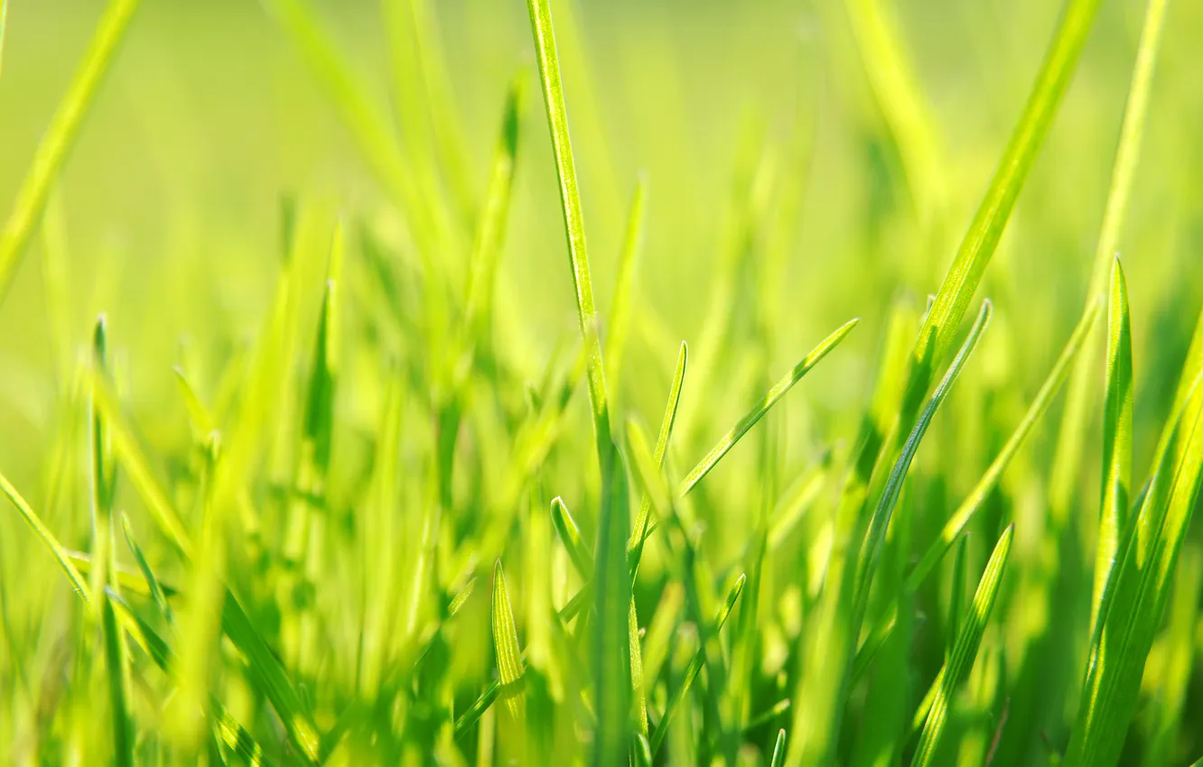 Photo wallpaper grass, green, spring