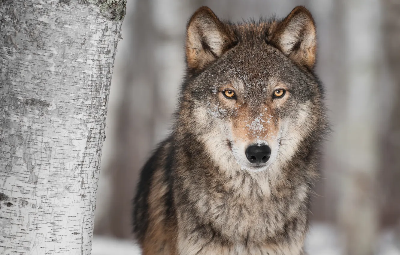 Photo wallpaper face, snow, tree, wolf, predator