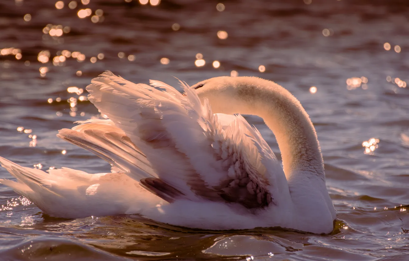Photo wallpaper wave, white, water, light, pose, glare, bird, wings
