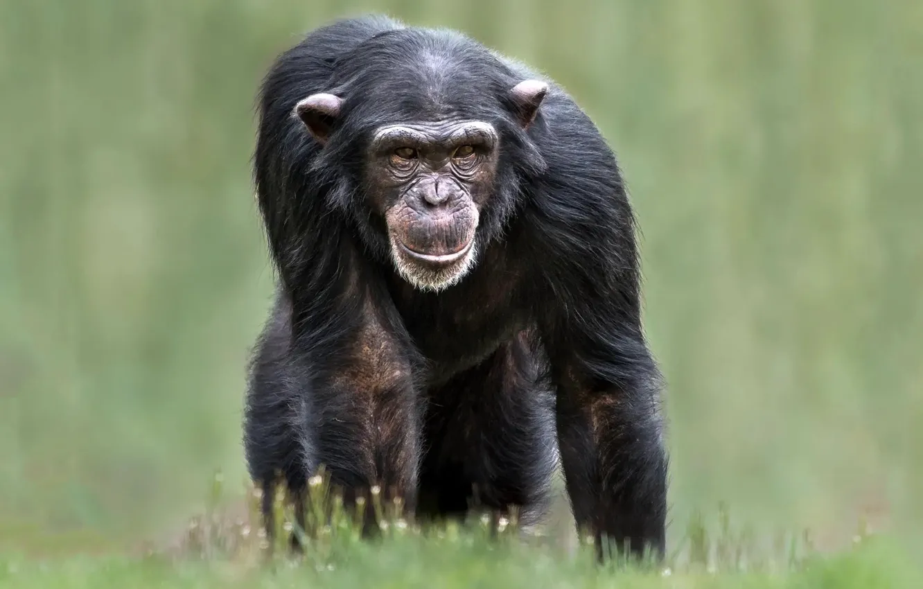 Photo wallpaper monkey, animal, Chimpanzee