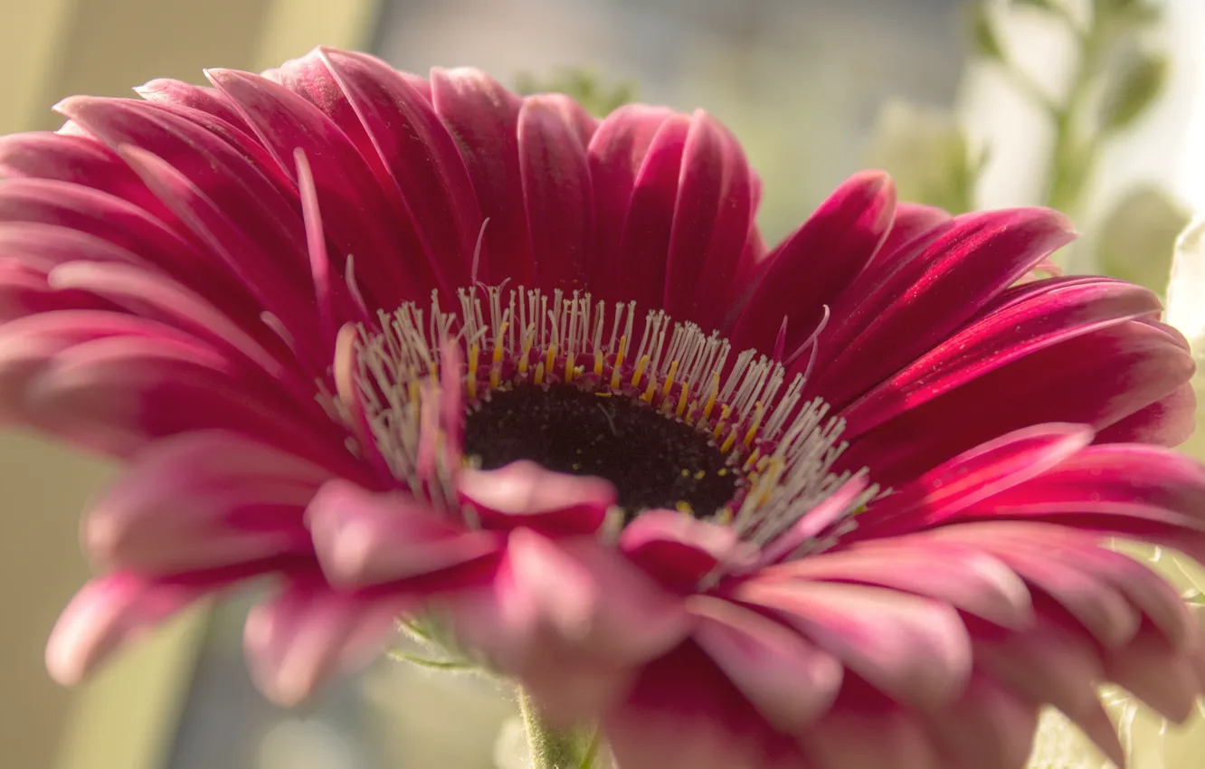 Photo wallpaper flowers, petals, gerbera