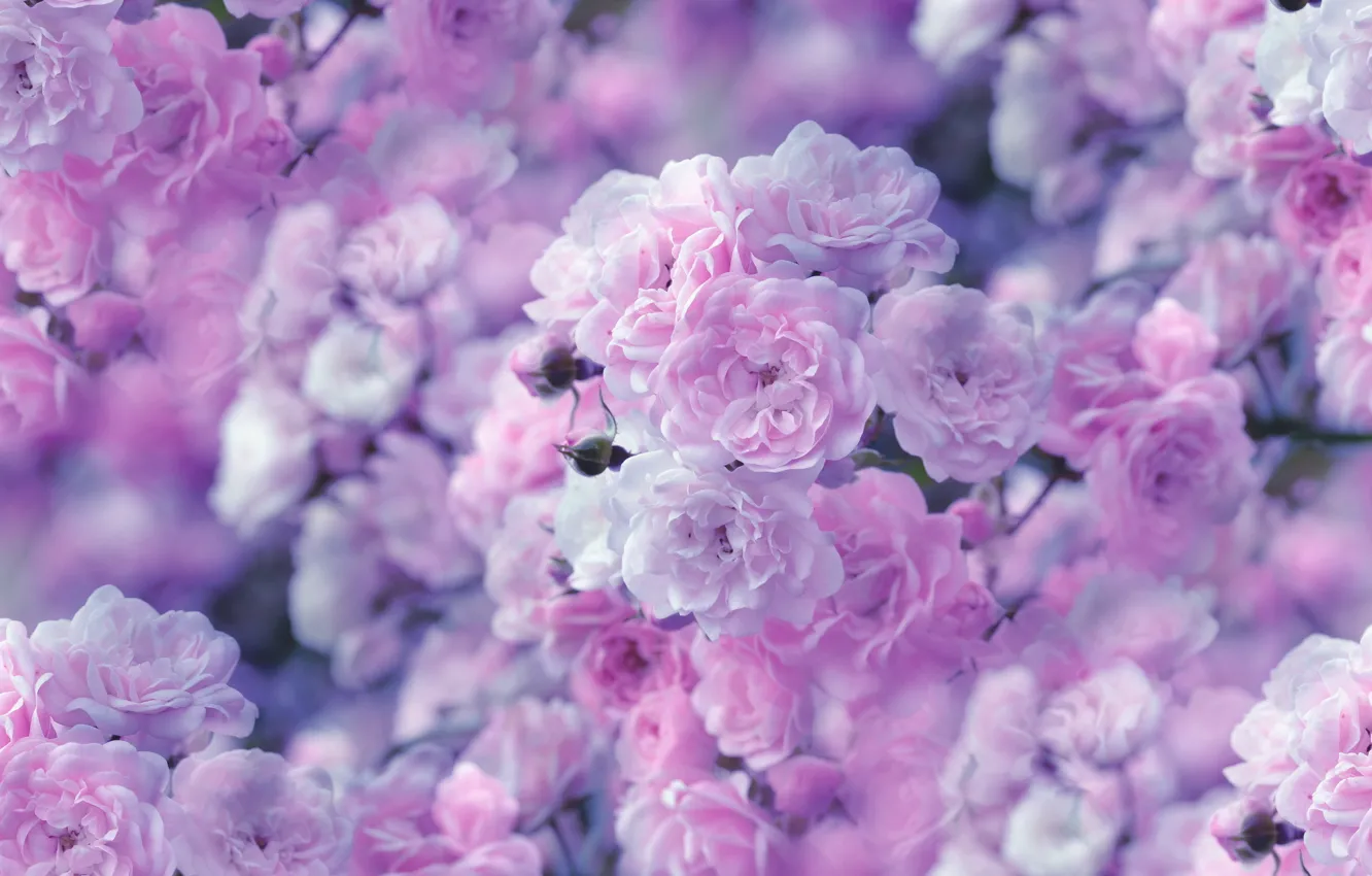 Photo wallpaper flowers, nature, roses