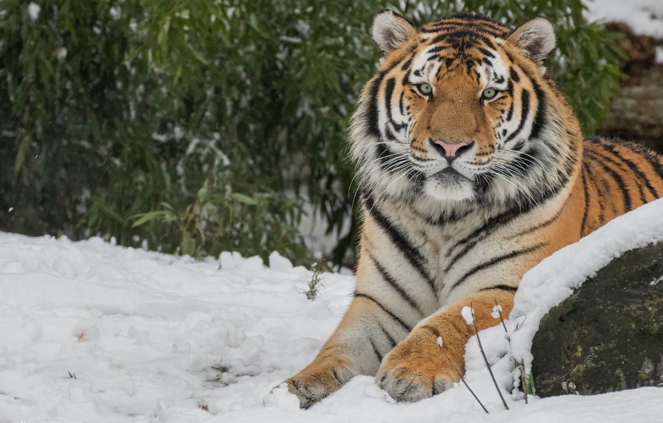 Photo wallpaper winter, cat, face, leaves, snow, nature, tiger, background
