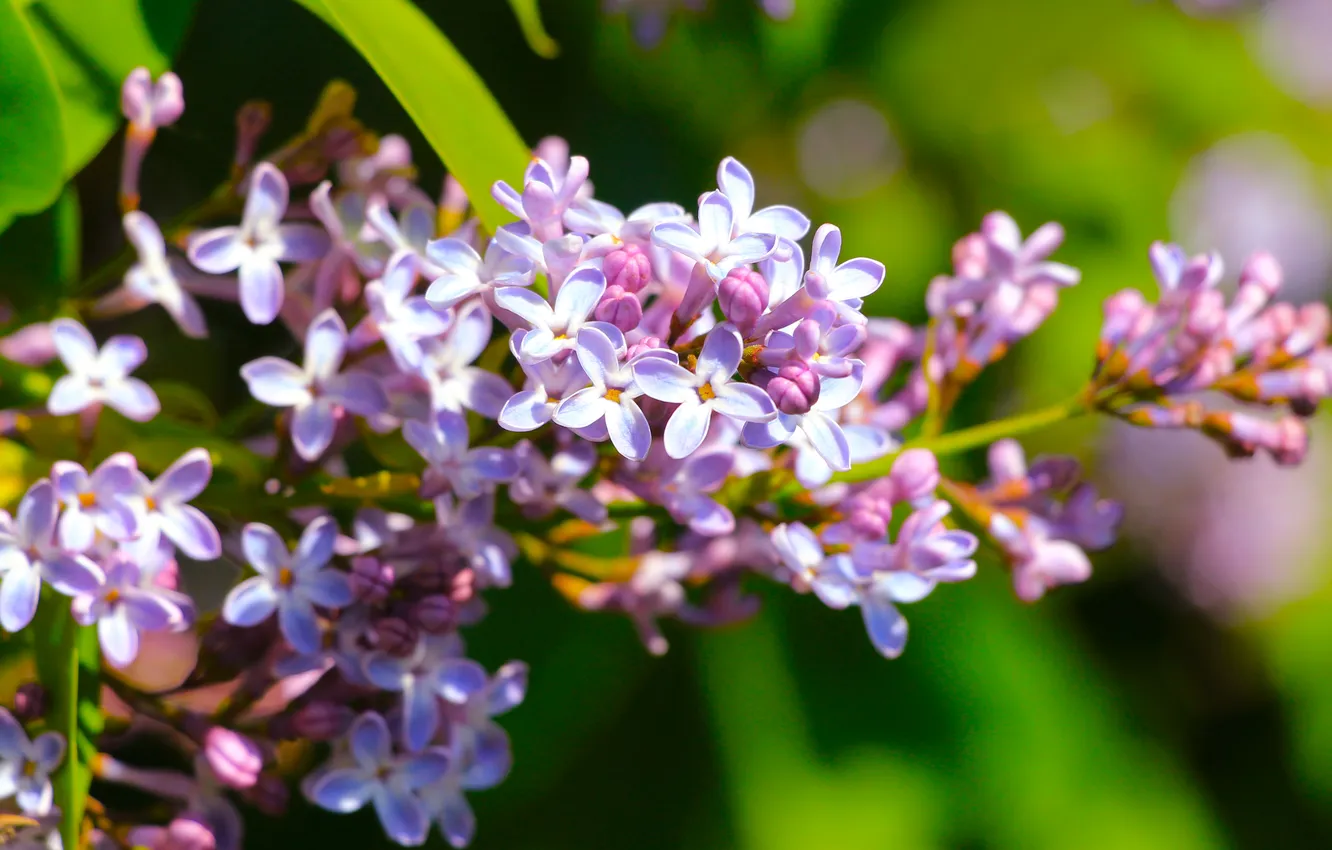 Photo wallpaper flower, spring, lilac, blooming