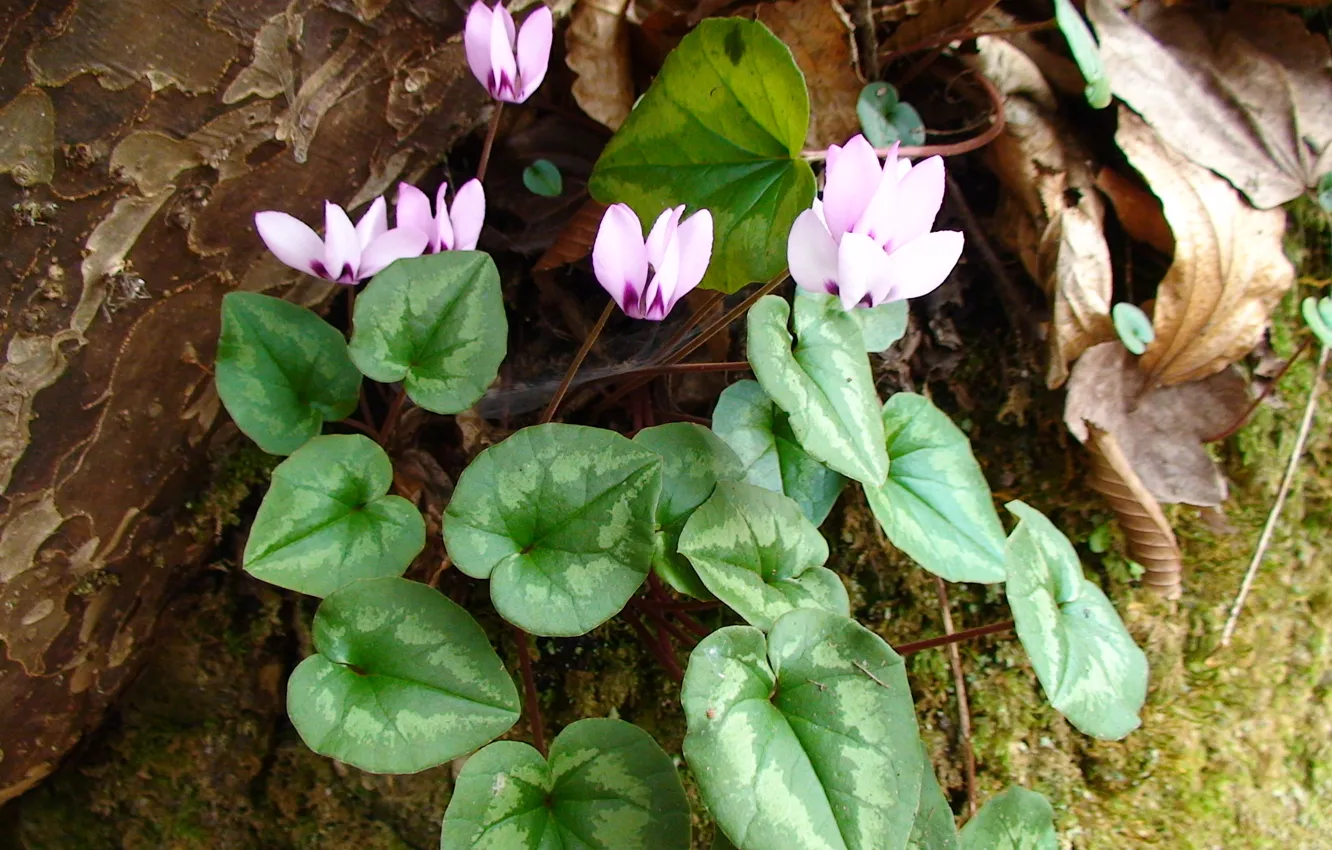 Photo wallpaper wallpaper, flower, spring