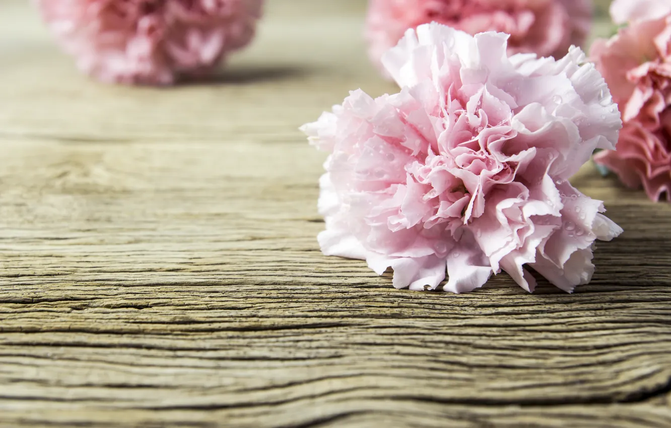 Photo wallpaper flowers, petals, pink, wood, pink, flowers, beautiful, clove