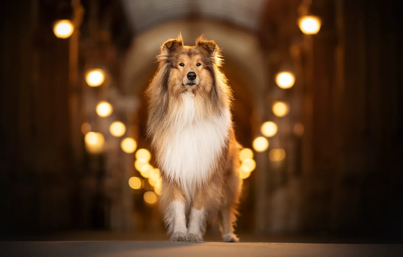 Photo wallpaper dog, light bulb, Collie