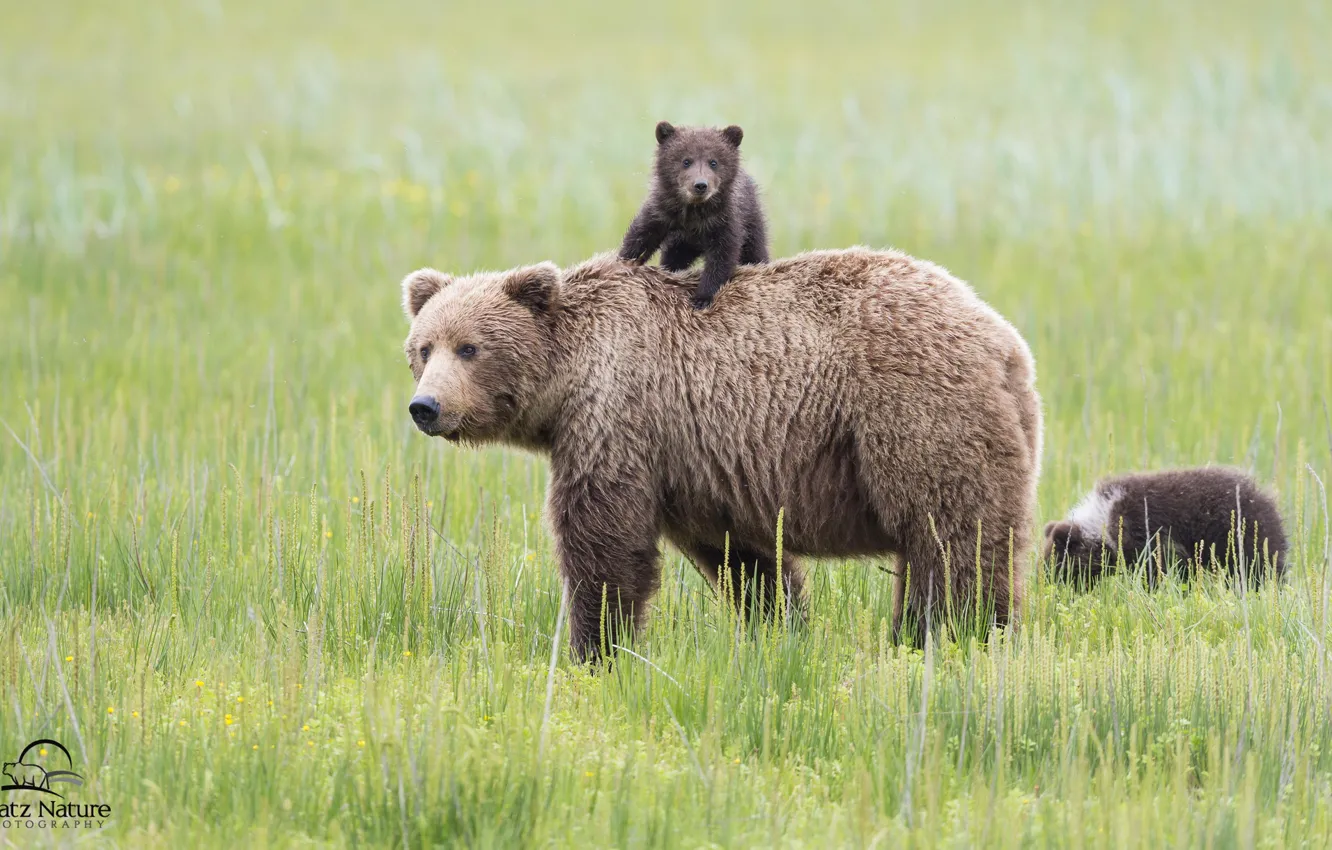 Photo wallpaper bears, Alaska, meadow, Alaska, bears, bear, motherhood, Lake Clark National Park