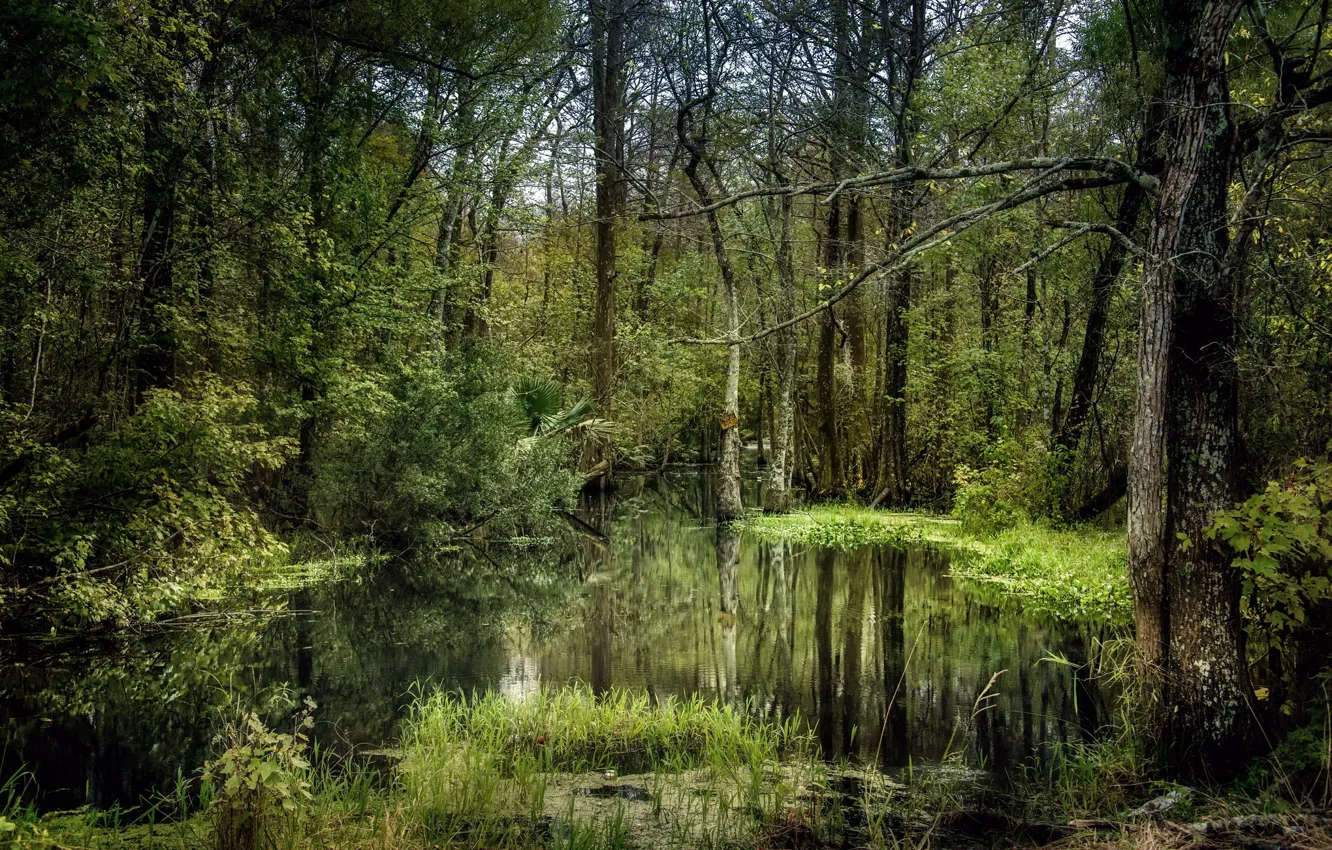 Photo wallpaper forest, nature, swamp